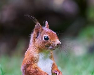 Preview wallpaper squirrel, animal, wildlife