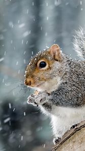 Preview wallpaper squirrel, animal, wildlife, snow