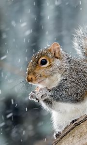 Preview wallpaper squirrel, animal, wildlife, snow