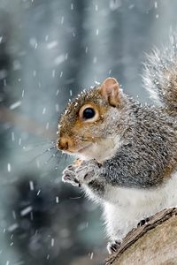 Preview wallpaper squirrel, animal, wildlife, snow