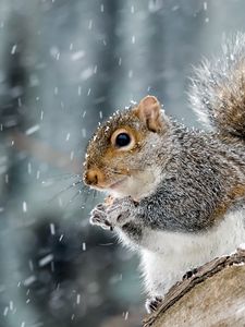 Preview wallpaper squirrel, animal, wildlife, snow