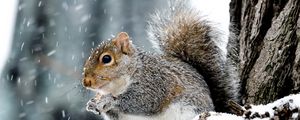 Preview wallpaper squirrel, animal, wildlife, snow