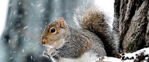 Preview wallpaper squirrel, animal, wildlife, snow