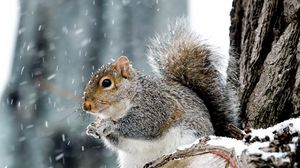 Preview wallpaper squirrel, animal, wildlife, snow