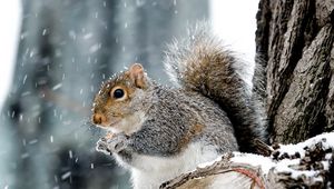 Preview wallpaper squirrel, animal, wildlife, snow