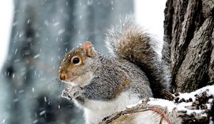 Preview wallpaper squirrel, animal, wildlife, snow