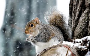 Preview wallpaper squirrel, animal, wildlife, snow