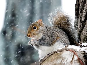 Preview wallpaper squirrel, animal, wildlife, snow