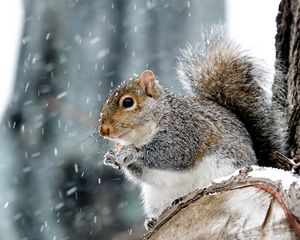 Preview wallpaper squirrel, animal, wildlife, snow