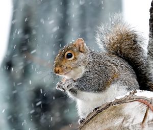 Preview wallpaper squirrel, animal, wildlife, snow