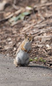 Preview wallpaper squirrel, animal, wildlife, blur