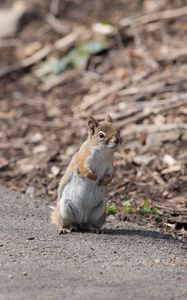 Preview wallpaper squirrel, animal, wildlife, blur