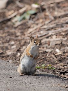 Preview wallpaper squirrel, animal, wildlife, blur