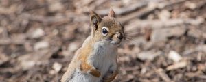 Preview wallpaper squirrel, animal, wildlife, blur