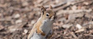 Preview wallpaper squirrel, animal, wildlife, blur