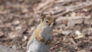 Preview wallpaper squirrel, animal, wildlife, blur