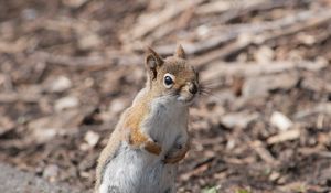 Preview wallpaper squirrel, animal, wildlife, blur