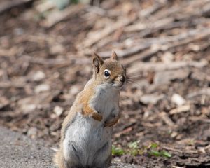 Preview wallpaper squirrel, animal, wildlife, blur