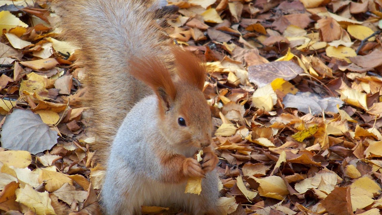 Wallpaper squirrel, autumn, foliage, food