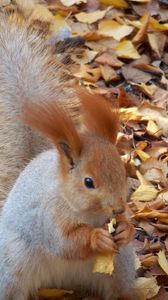 Preview wallpaper squirrel, autumn, foliage, food