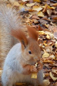 Preview wallpaper squirrel, autumn, foliage, food