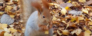 Preview wallpaper squirrel, autumn, foliage, food