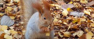 Preview wallpaper squirrel, autumn, foliage, food