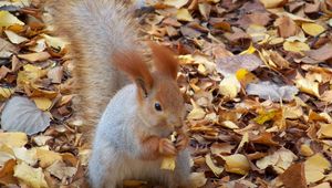 Preview wallpaper squirrel, autumn, foliage, food