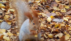 Preview wallpaper squirrel, autumn, foliage, food