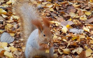 Preview wallpaper squirrel, autumn, foliage, food