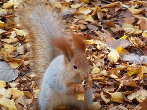 Preview wallpaper squirrel, autumn, foliage, food