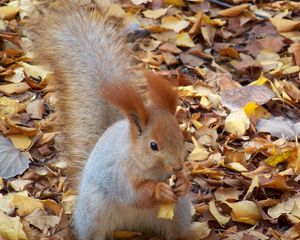 Preview wallpaper squirrel, autumn, foliage, food