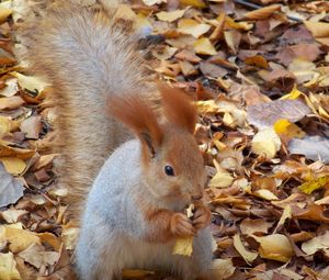 Preview wallpaper squirrel, autumn, foliage, food