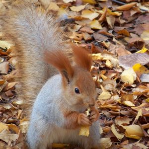 Preview wallpaper squirrel, autumn, foliage, food