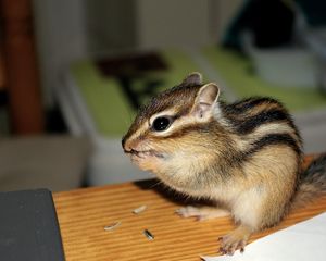 Preview wallpaper squirrel, baby, striped, sit