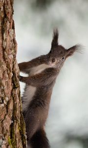 Preview wallpaper squirrel, bark, tree, snow, animal