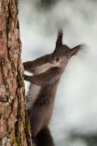 Preview wallpaper squirrel, bark, tree, snow, animal