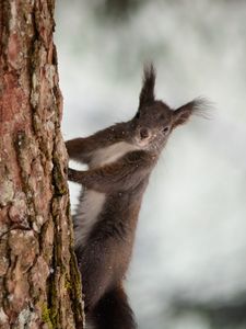 Preview wallpaper squirrel, bark, tree, snow, animal