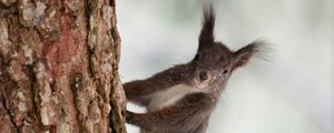Preview wallpaper squirrel, bark, tree, snow, animal