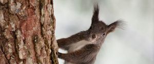 Preview wallpaper squirrel, bark, tree, snow, animal