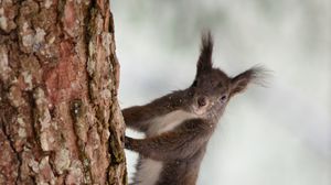 Preview wallpaper squirrel, bark, tree, snow, animal