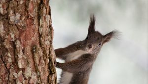 Preview wallpaper squirrel, bark, tree, snow, animal