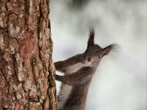 Preview wallpaper squirrel, bark, tree, snow, animal
