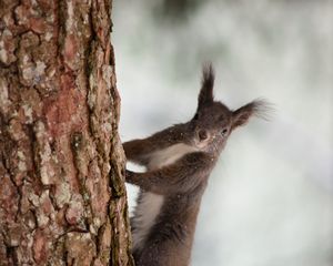 Preview wallpaper squirrel, bark, tree, snow, animal