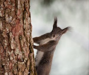 Preview wallpaper squirrel, bark, tree, snow, animal