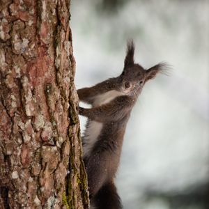 Preview wallpaper squirrel, bark, tree, snow, animal