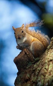 Preview wallpaper squirrel, bark, tree, wildlife