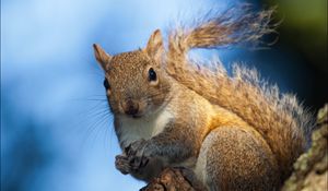Preview wallpaper squirrel, bark, tree, wildlife