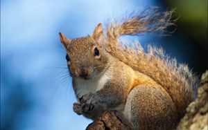 Preview wallpaper squirrel, bark, tree, wildlife