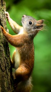 Preview wallpaper squirrel, bark, wildlife